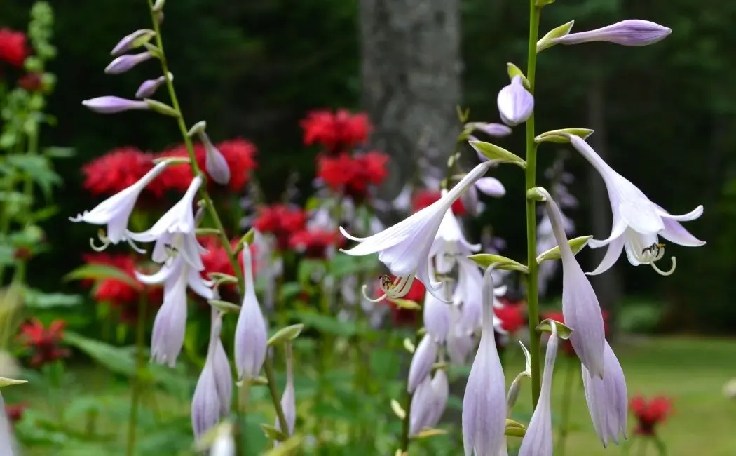 Hosta – czym jest ta wyjątkowa roślina?