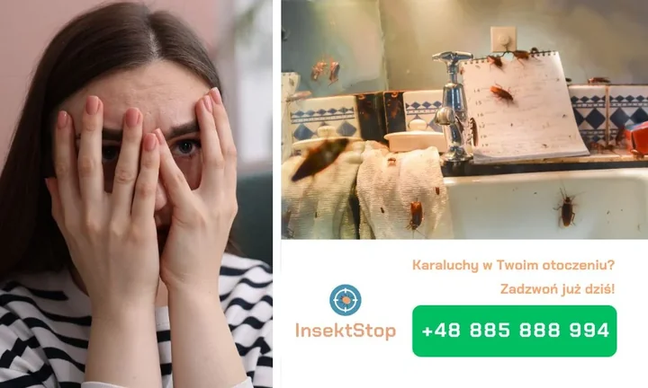 dezynsekcja karaluchów InsektStop