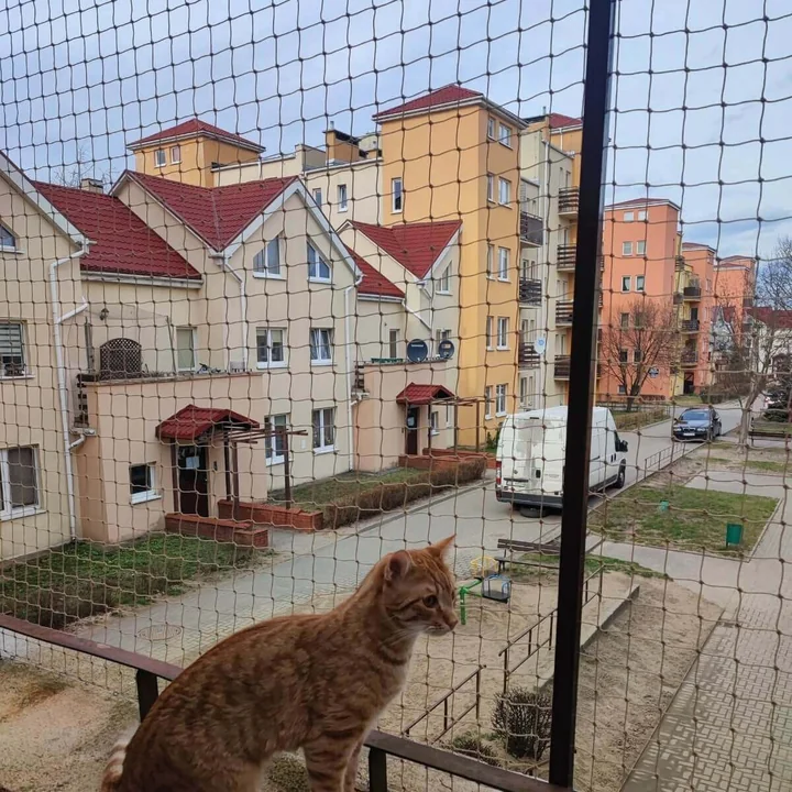 Siatka dla kota na balkon i okno – na co zwrócić uwagę przy wyborze materiału i oczek?