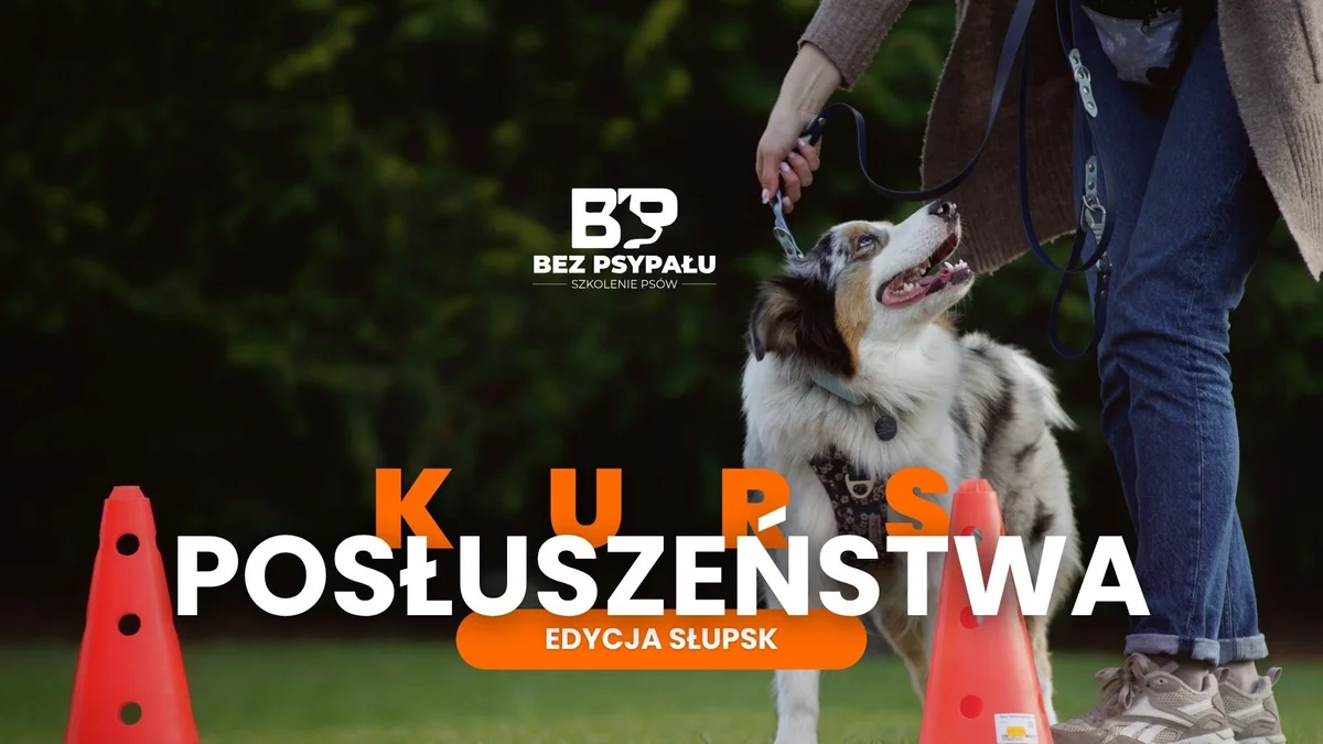 Grafika promocyjna wydarzenia Podstawowe posłuszeństwo: kurs w Słupsku