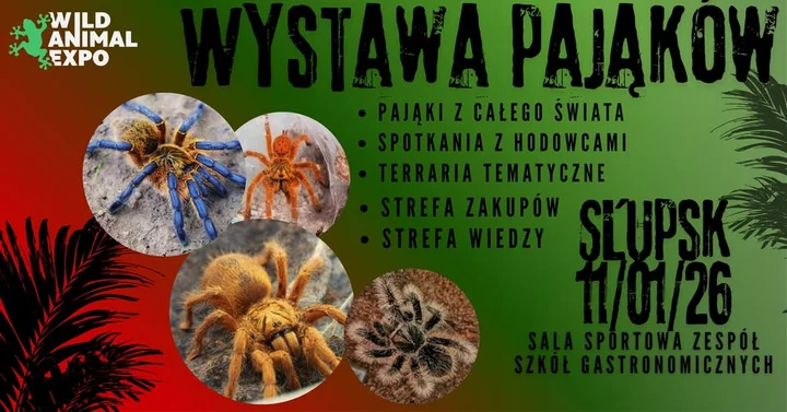 Obrazek przedstawia grafikę promocyjną wydarzenia Wystawa pająków w Słupsku — pokaz egzotycznych gatunków i strefa edukacyjna