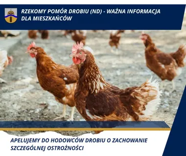 Strefy ograniczeń po rzekomym pomorze drobiu – co zmienia się w powiecie