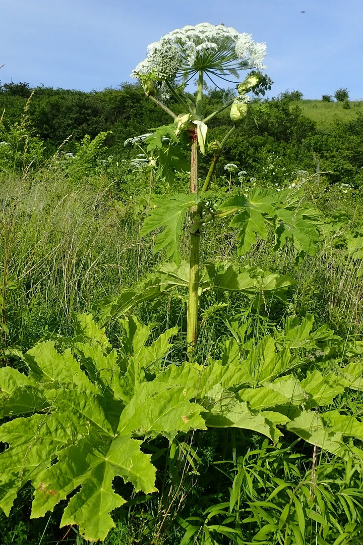 Dzieci z Kobylnicy mają opowiedzieć o cichej katastrofie w przyrodzie