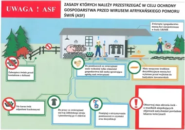Padły dzik może oznaczać zagrożenie dla hodowli świń. ASF wymaga zgłoszenia