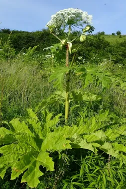 Dzieci z Kobylnicy mają opowiedzieć o cichej katastrofie w przyrodzie