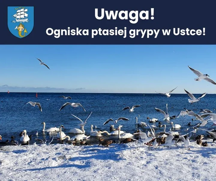 Wykryto ptasią grypę – co trzeba wiedzieć hodując drób i spacerując w okolicy
