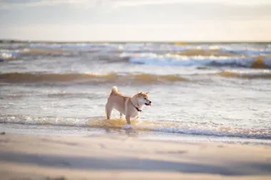 Ustecka plaża przyjazna psom. Są jednak godziny, których trzeba pilnować